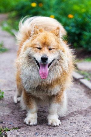 Friendly and funny little dog looking upの写真素材