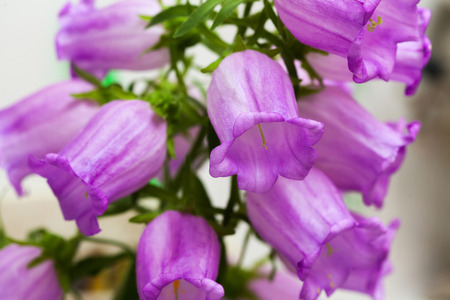 Branch of ultramarine colored bellflowers, selective focusの写真素材