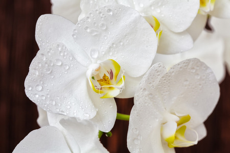 White orchid flower with drops on a dark wooden background, close-upの写真素材