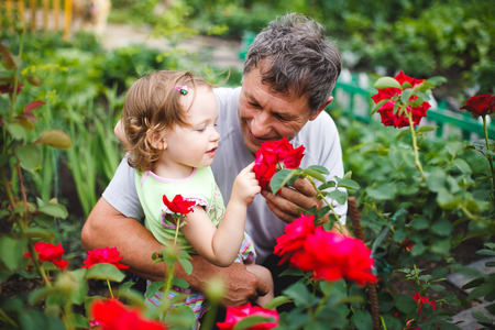 Cute little girl touching flower with grandfather in garden of rosesの写真素材