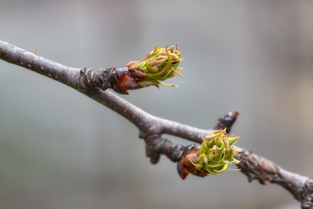 Green plant buds on tree branch in spring, closeupの写真素材