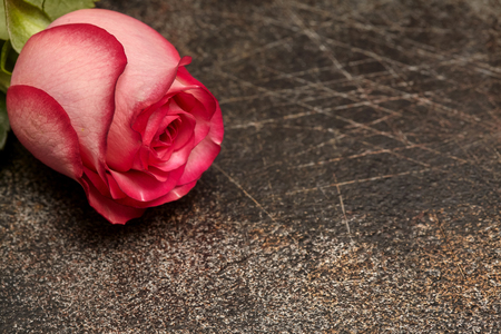 One beautiful pink rose on brown background with copyspaceの写真素材
