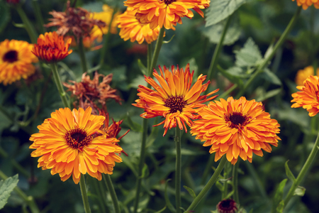 Bright summer background with growing flowers calendula, marigoldの写真素材