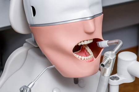 Mannequin or dummy for dentist students training in dental faculties of medical schools and universitiesの写真素材