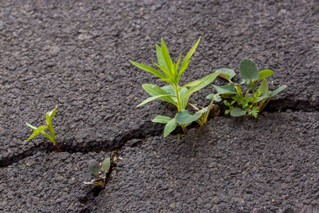 Green sprout, plant on gray cracked ground asphalt, leader conceptの写真素材