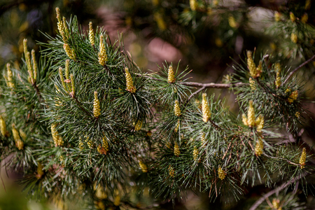 Young pine cones on green tree branch, nature background