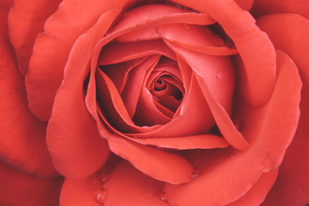 Red rose flower, scarlet rosebud extremely closeup, vintage tonedの写真素材