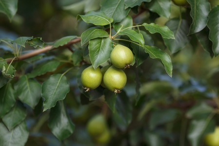 Unripe pears in green foliage on tree branches, summerの写真素材