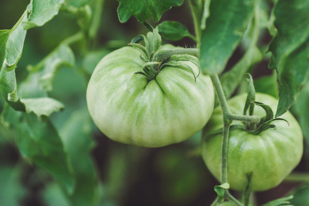 Green unripe tomatoes in the vegetable garden, closeupの写真素材