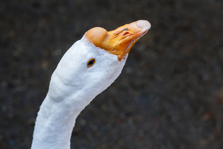 Portrait of white domestic goose bird on farm, closeupの写真素材