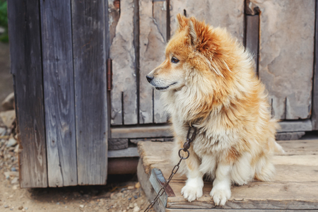 Calm rural chained dog near wooden barn watchingの写真素材