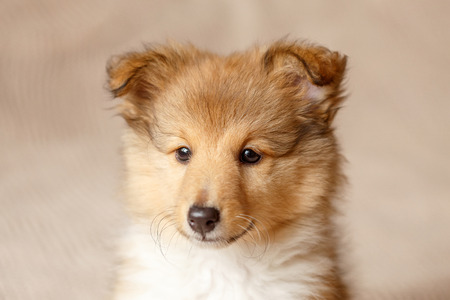 Shetland sheepdog. Portrait of fluffy sitting sheltie dog puppyの写真素材