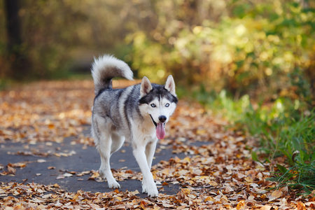 Siberian husky dog with blue eyes walking autumn park with yellow leavesの写真素材