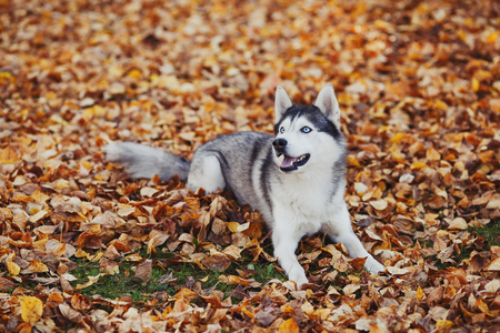 Siberian husky dog with blue eyes lying. Autumn forest background with yellow leavesの写真素材