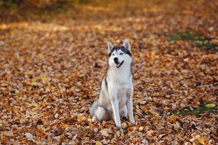 Siberian husky dog with blue eyes stands and looks. Autumn forest background with yellow leaves, vintage tonedの写真素材