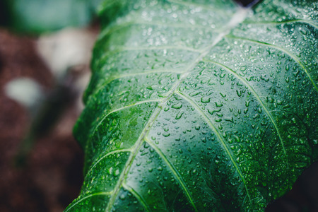 Beautiful big green leaf with drops of waterの写真素材