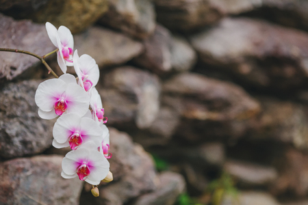 Blooming white orchid flowers on blurred background, copyspaceの写真素材