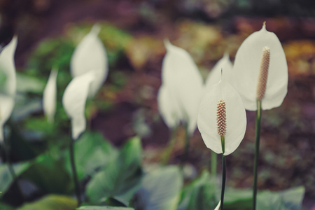Blooming white flowers on blurred green background, toned imageの写真素材