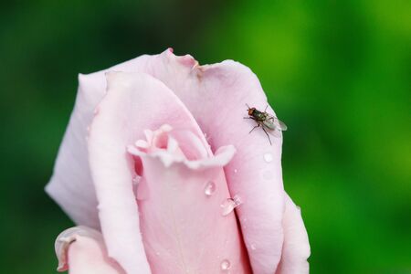 Black fly on pink rose flower bud in garden, green backgroundの写真素材