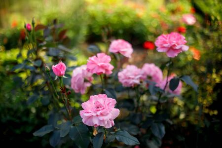 Pink rose flowers buds blooming in garden, green background, selective focusの写真素材
