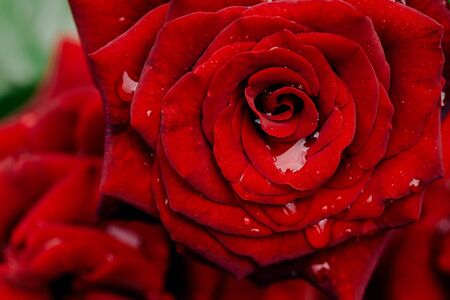 Red rose flower bud blooming in garden macro, green background