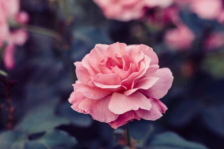 Pink rose flower bud blooming in garden, green summer background