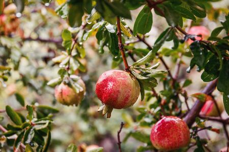 Red ripe pomegranate on the tree in leaves, fruit gardenの写真素材