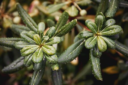 Green pittosporum shrub in Montenegro. Beautiful nature background