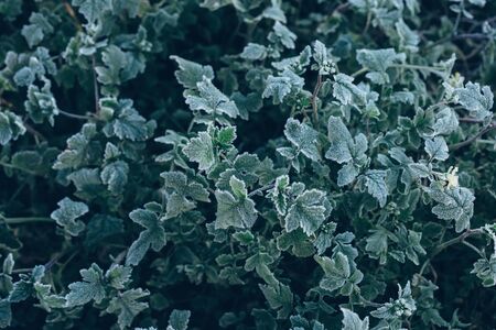 Frozen green plants after night frost in autumn, nature background