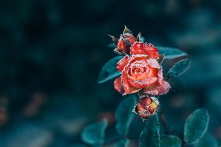 Frozen roses after night frost in autumn, toned nature backgroundの写真素材