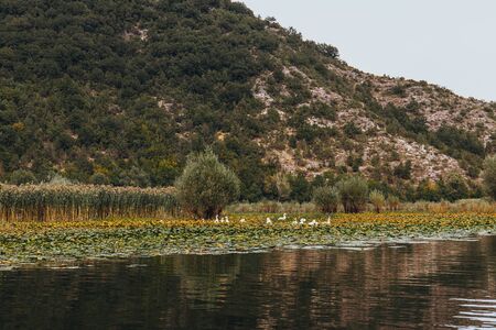 Wild birds in Lake Skadar National Park in Montenegro. Flock of white geeseの写真素材
