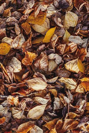 Autumn yellow foliage in autumnal park background, vertical photoの写真素材