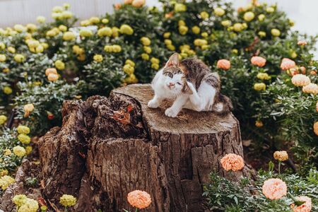 Street cat sitting in green park background, toned imageの写真素材