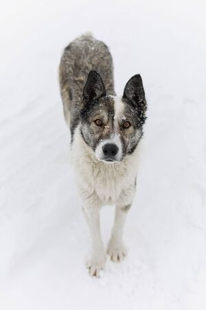 Portrait of gray dog outdoors in winter on snow, looking at cameraの写真素材
