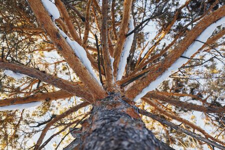 Unusual view of big old pine tree, from bottom to top, winter sceneの写真素材