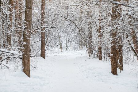 Winter forest scene. Frosty landscape with snowy treesの写真素材