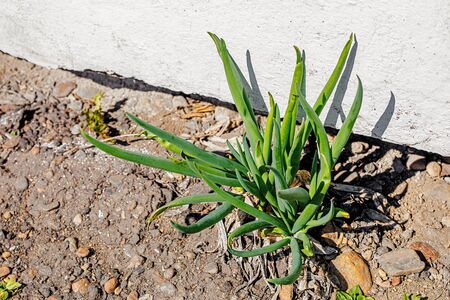 Green onion sprouts in asphalt near house, life conceptの写真素材