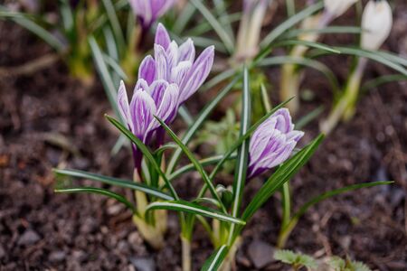 Group of early purple crocus longiflorus flowers in spring garden closeupの写真素材