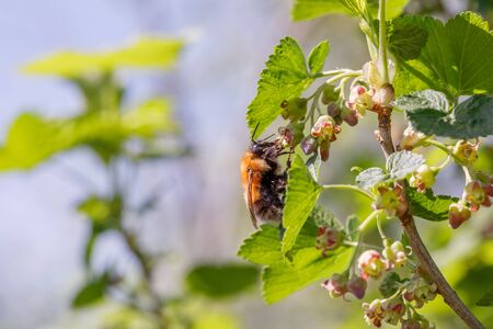 Bumblebee hanging on blooming currant flower and collecting pollen, closeupの写真素材