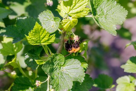 Bumblebee hanging on blooming currant flower and collecting pollen, closeupの写真素材