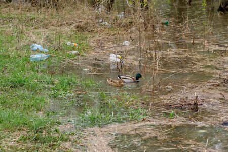 Ducks swimming in a river with waste bottles, plastic garbage pollution conceptの写真素材