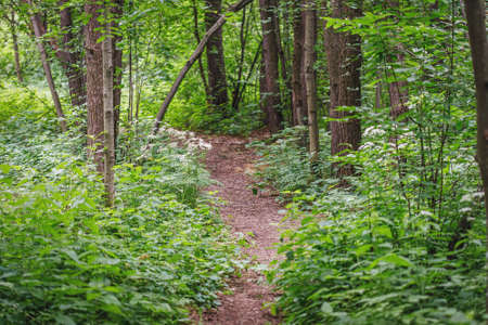 Summer footpath in green trees nature scene in park background