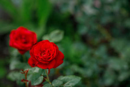 Single big red pink in garden, top view, selective focusの写真素材