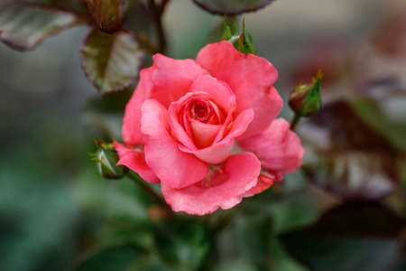 Single big red pink in garden, top view, selective focusの写真素材