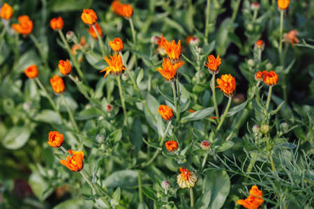 Bright summer background with growing flowers calendula, marigoldの写真素材