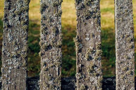 Old wooden fence covered with green moss, closeup