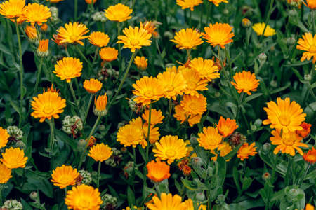 Bright summer background with growing flowers calendula, marigoldの写真素材