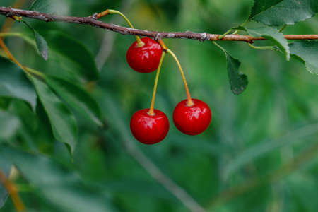 Branch with red berries cherry on gren garden backgroundの写真素材