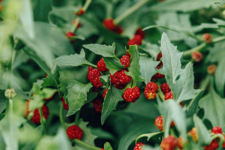 Ripe red berrises of Blitum virgatum Chenopodium foliosum, closeupの写真素材