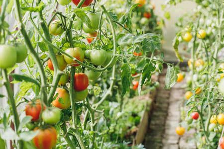 Green and red tomatoes in greenhouse or vegetable garden, summer backgroundの写真素材
